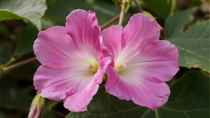 Naklejka premium Two delicate pink morning glory flowers with white centers, surrounded by green leaves