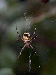 The Wasp Spider, Argiope bruennichi, on a bramble with fruits
