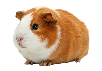 Adorable guinea pig with brown and white fur isolated on transparent background