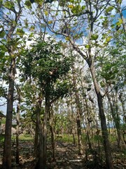 Fototapeta premium trees in the forest