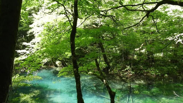 [4K] Shirakami Sanchi World Heritage "Aoike" (Blue Pond) Juniko, Mystical Transparent Water Scenery 【4K】世界遺産 白神山地 十二湖「青池」の神秘的な透明度の風景 撮影日：20250815-3