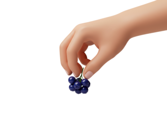 Isolated hand holding a bunch of glossy dark blue berries close to fingers and manicure nail