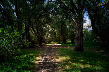 Forest path