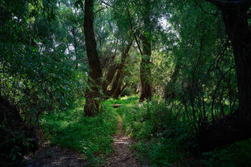 Path in the forest