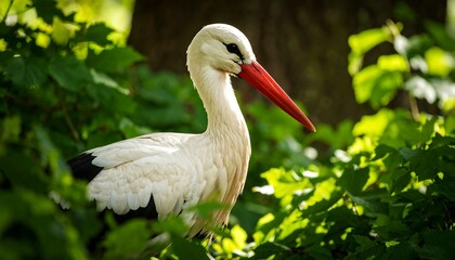 Fototapeta premium A white stork, with vibrant red beak, rests amidst lush greenery, showcasing a peaceful and serene moment in nature.