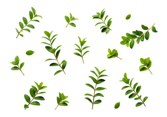 Collection of fresh green herb sprigs isolated on transparent background