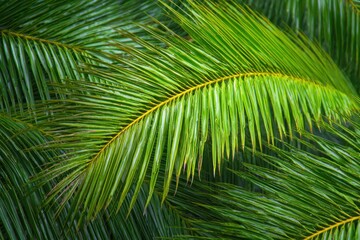 Fototapeta premium Lush green palm fronds, close-up view. The feathery leaves display various shades, creating texture and depth. Bright, tropical, and refreshing