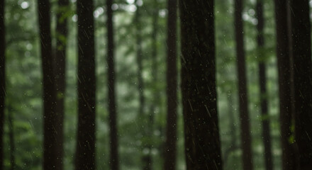 Rain falling in forest landscape nature background