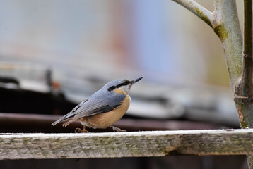 Eurasian Nuthatch, Sitta europaea, Perched on Wooden Plank. Romania Wildlife in Natural Habitat. 