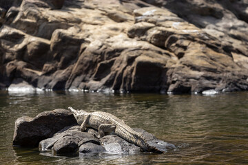 A Freshwater Crocodile (Crocodylus johnstoni) basking in the sun. Katherine Gorge, Nitmuluk, Katherine, Northern Territory.