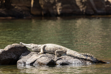 A Freshwater Crocodile (Crocodylus johnstoni) basking in the sun. Katherine Gorge, Nitmuluk, Katherine, Northern Territory.