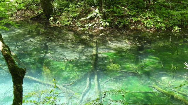 [4K] Shirakami Sanchi World Heritage "Aoike" (Blue Pond) Juniko, Mystical Transparent Water Scenery 【4K】世界遺産 白神山地 十二湖「青池」の神秘的な透明度の風景 撮影日：20250815-4