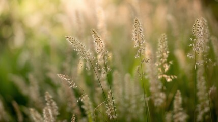 Soft focus view of feathery grass plumes illuminated by warm, golden hour sunlight, creating a serene and natural bokeh effect in a tranquil meadow setting