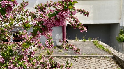 Fototapeta premium pink flowers in a garden