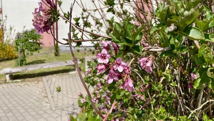 pink flowers in a garden