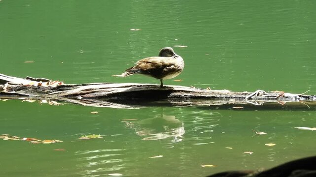 Peaceful Scene of a Wild Bird Standing One-Legged on a Log at Shirakami Sanchi (Juni-ko) （白神山地（十二湖）にて、丸太の上で一本足で立つ野鳥の平和な光景） 撮影日：20250815-6