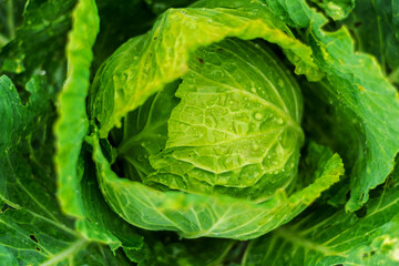 Fresh green cabbage head with water drops growing in a garden