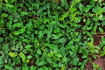 Top view of lush green creeping leaves covering the ground