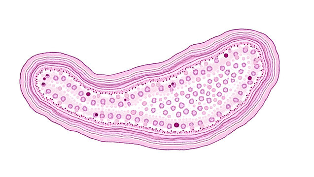 Anatomy&physiology A labeled histology slide of the pancreas, isolated on white, showing islets of Langerhans and acini for endocrinology and pathology(6)