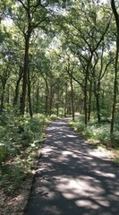 Fototapeta premium Forest path view shows a dark asphalt lane cutting through dense trees, dappled by sunlit shadows and greenery