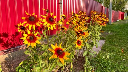 Bright yellow and orange flowers, likely Rudbeckia hirta, grow beside a red metal fence. 