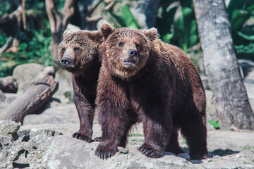 Obraz premium brown bear in the woods