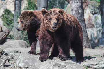 brown bear in the woods