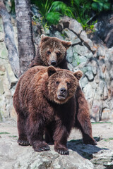 Naklejka premium brown bear in the forest