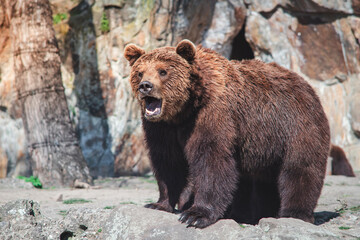brown bear in the forest