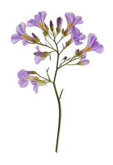 purple flower on white background