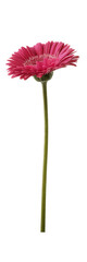 pink gerbera daisy on white background