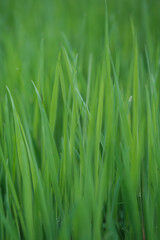 Long Summer Grass Background