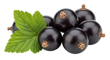 Isolated Group of Black Currants