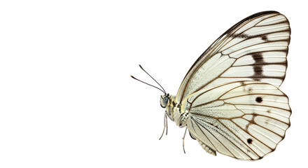 Isolated cabbage white butterfly