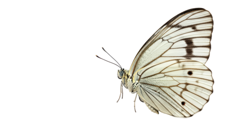 Isolated cabbage white butterfly