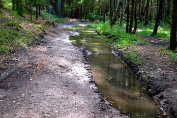 Summer forest after rain with a puddle on the path