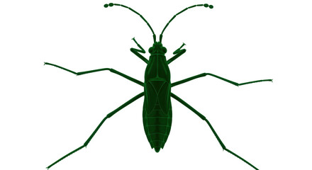Isolated Water Strider