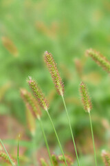 猫じゃらしエノコログサの穂