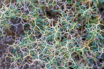 Intricate Thorny Shrub. A Textural Tapestry of Nature s Defense and Resilience in Arid Lands.