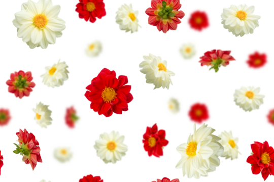 Seamless background. Scattered flowers: red and white dahlias. Isolation on a transparent background. - Powered by Adobe
