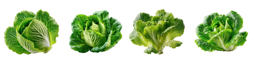 Fototapeta premium Four heads of fresh romaine lettuce isolated on transparent background