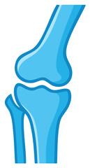 Obraz premium Illustration of Articulated Human Knee Joint Bone Structure in Light Blue Tones