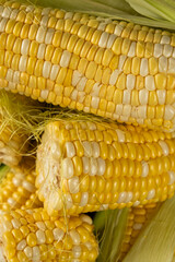 Close-up view of fresh raw corn cobs ready for cooking.