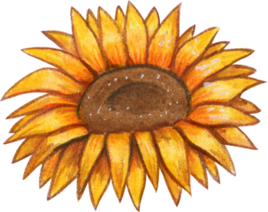Watercolor hand drawn sunflower