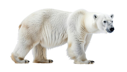Polar bear standing on ice, Arctic wildlife concept, isolated on white background