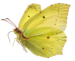 A vibrant yellow butterfly with delicate wings and dark spots, captured in a detailed studio shot against a clean white background.