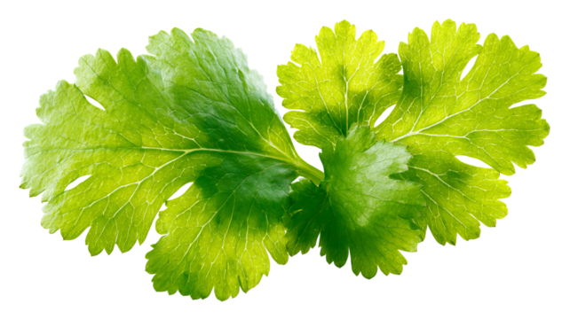 Fresh cilantro (coriander) leaf isolated on transparent background — high-resolution vibrant green herb with natural veins and texture, ideal cutout for recipe design, food packaging, menu graphics