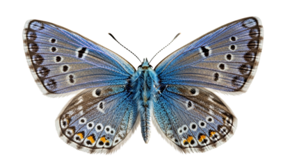 Detailed top-down view of a vibrant blue butterfly with intricate wing patterns and delicate details.
