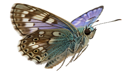 Detailed side profile of a butterfly, showcasing intricate wing patterns and vibrant colors.
