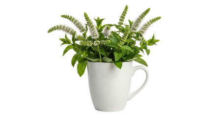Isolated Mint in Cup